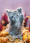 German Longhair kitten