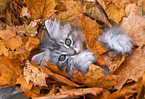 German Longhair kitten
