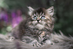German Longhair Kitten