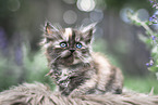 German Longhair Kitten