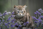 German Longhair Kitten
