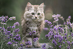 German Longhair Kitten