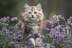 German Longhair Kitten