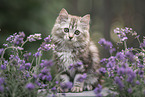 German Longhair Kitten