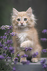 German Longhair Kitten