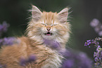 German Longhair Kitten