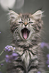 German Longhair Kitten