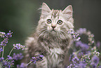 German Longhair Kitten