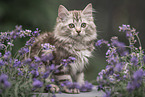 German Longhair Kitten