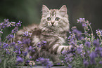German Longhair Kitten