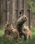 German Longhair Kitten