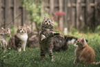 German Longhair Kitten