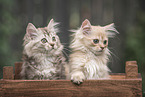 German Longhair Kitten