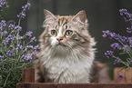 German Longhair Kitten