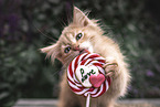 German Longhair Kitten