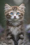 German Longhair Kitten