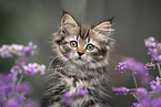 German Longhair Kitten