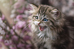German Longhair Kitten