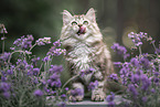 German Longhair Kitten