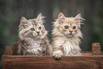 German Longhair Kitten