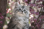 German Longhair Kitten