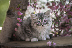 German Longhair Kitten