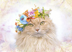 German Longhair Portrait