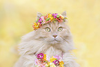 German Longhair Portrait