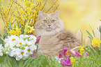 sitting German Longhair