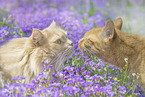 2 cats