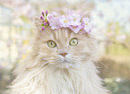 German Longhair