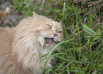 German Longhair