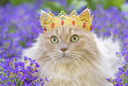 German Longhair