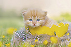 German Longhair Kitten
