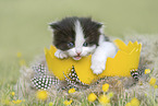 German Longhair Kitten