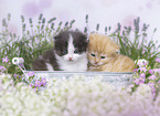 German Longhair Kitten