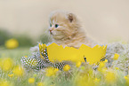 German Longhair Kitten