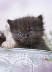 German Longhair Kitten