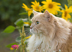 adult German Longhair