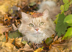 adult German Longhair
