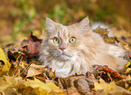 adult German Longhair