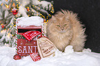 adult German Longhair