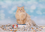 adult German Longhair