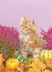 young German Longhair