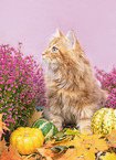 young German Longhair