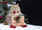 cream German Longhair