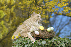 cream German Longhair