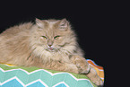 cream German Longhair