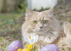 cream German Longhair