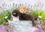 German Longhair Kitten